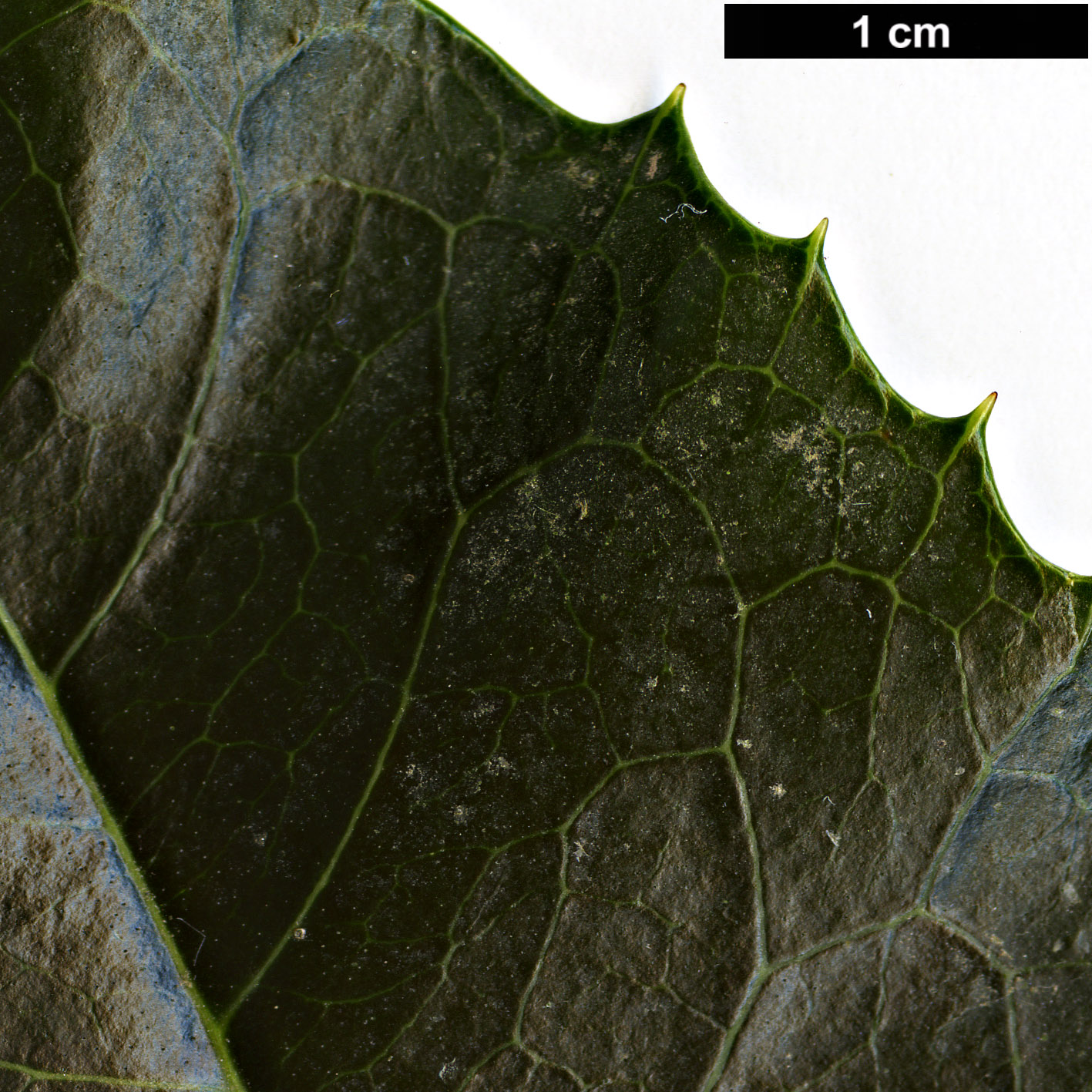 High resolution image: Family: Oleaceae - Genus: Osmanthus - Taxon: ×fortunei (O.fragrans × O.heterophyllus)